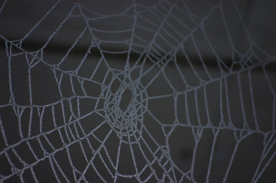 snow-spider.jpg