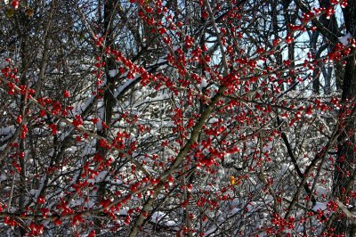 winterberries.jpg