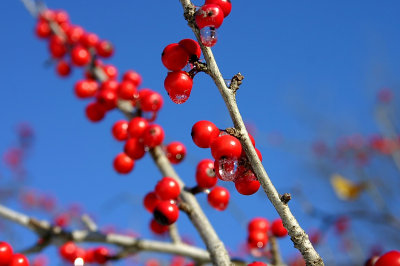 winterberries2.jpg