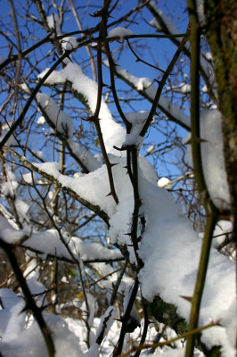 winterthorns.jpg