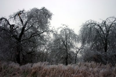 IMG_7432.JPG