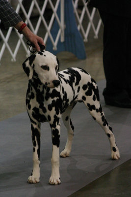DOT specialty 2006 026.jpg
