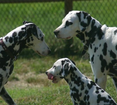 :: CANDID DOG SHOTS ::