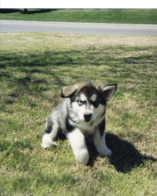 kody pup.jpg