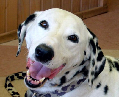 averys smile.jpg