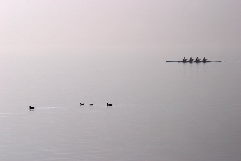 Rowers vs Ducks