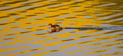 Duckling running on water