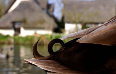 Duck Hair style