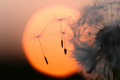 Parachuted into the sunset