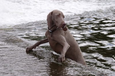 Wet dog... getting wetter!