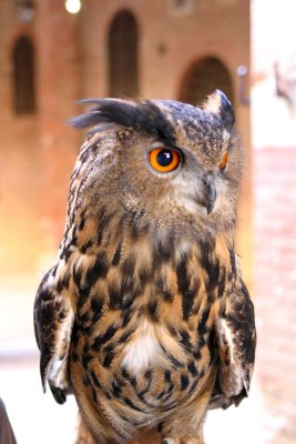 Eagle Owl... Sienna
