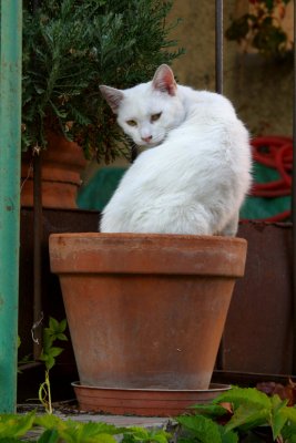 Flower pot Cat
