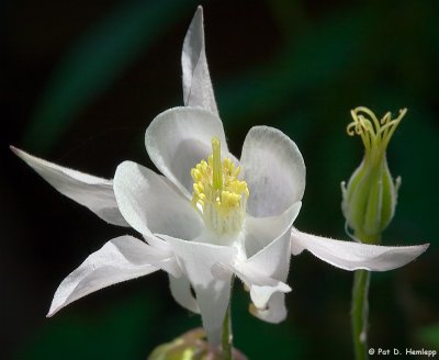 White columbine