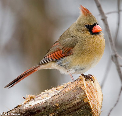 Female Cardinal