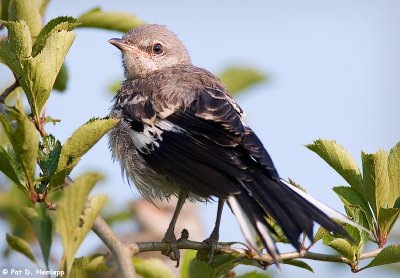 Young Mockingbird