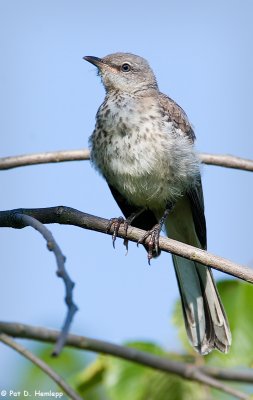 Juvenile Mockingbird