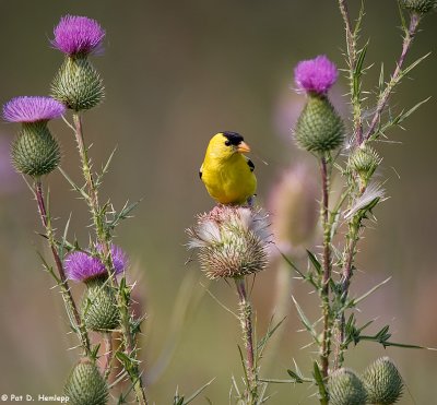 A spot of yellow