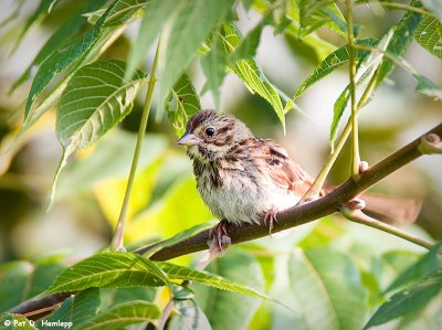 Resting Song Sparrow