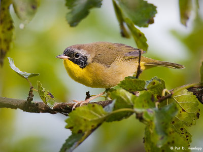 Masked bird