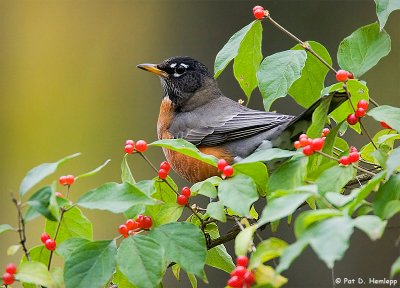 Robin in the berries