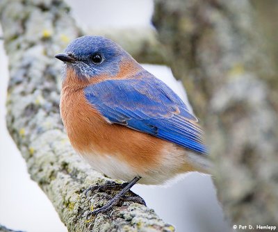 Bluebird up close