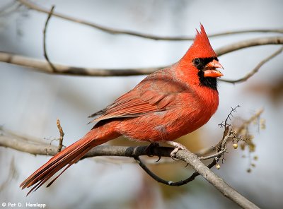 Cardinal profile