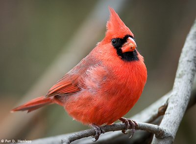 Watchful Cardinal