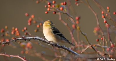 Goldfinch, frost and sun