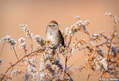 Tree Sparrow in fall