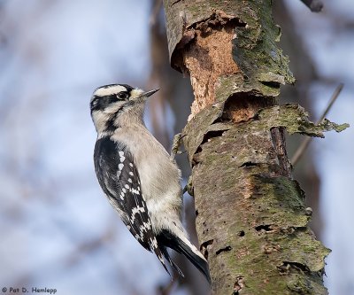 Busy woodpecker
