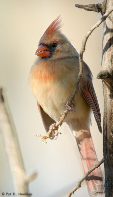 Lady Cardinal