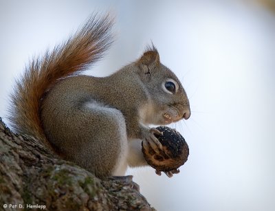 Walnut meal