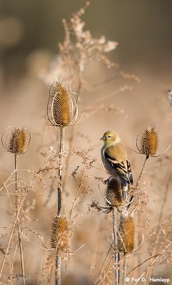 Goldfinch, fall thistle