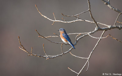 Lonely Bluebird
