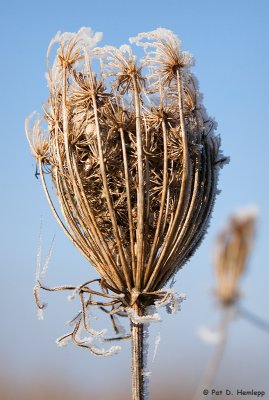 Frosty morning 3