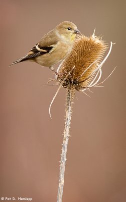 Goldfinch, teasel 4