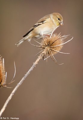 Goldfinch, teasel 2