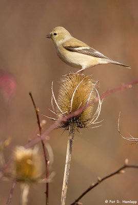 Goldfinch, teasel 3