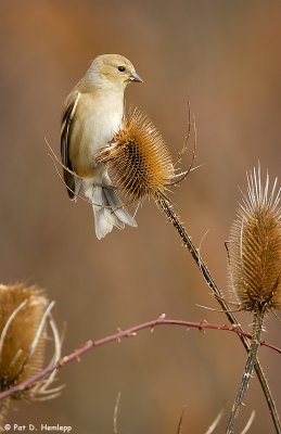 Goldfinch, teasel
