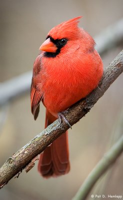 Casual Cardinal