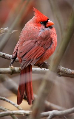 Ruffled Cardinal