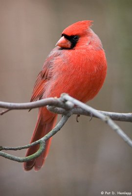 Cardinal at rest