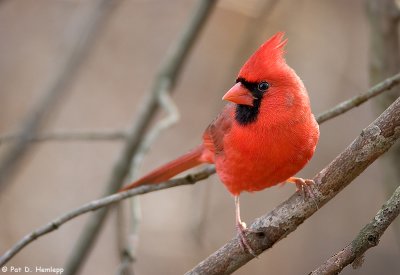 Cautious Cardinal