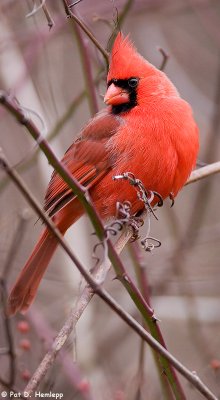Contemplative Cardinal