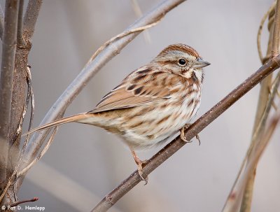 Sparrow in the bush