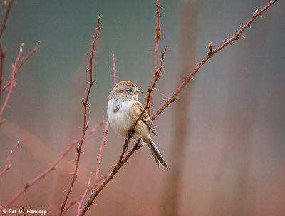 Tree Sparrow in field