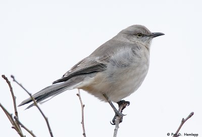 Winter grays