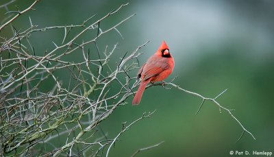 Cardinal in contrast