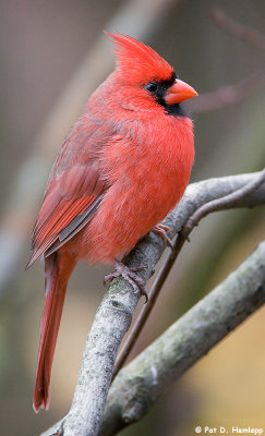 Resting Cardinal