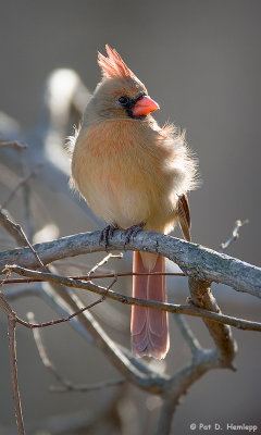 Backlit Cardinal